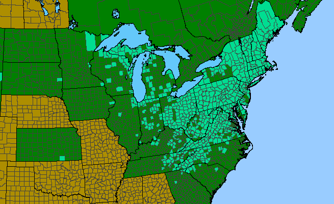 The range of Veronica officinalis
